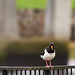 Two Years Ago Today, Oystercatcher