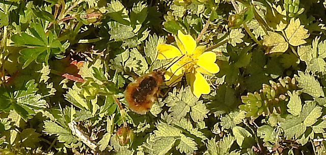 20210427 0102CPw [D~LIP] Wollschweber ( Bombylius major), Sand-Fingerkraut (Potentilla incana), Bad Salzuflen