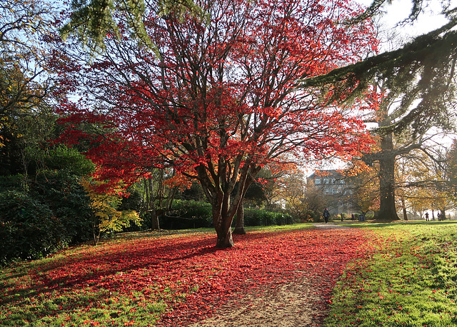 Japanese Maple