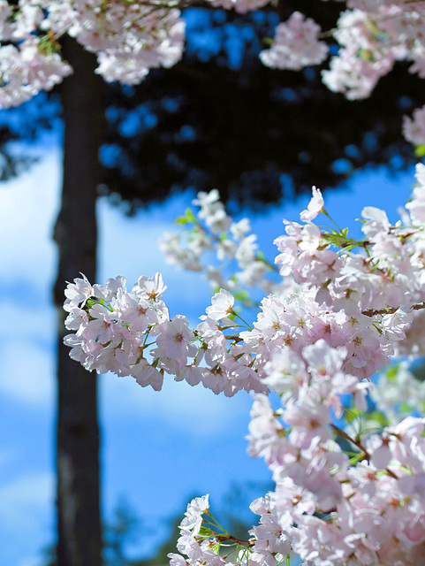 Spring blossoms