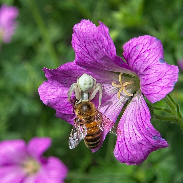 Crab Spider with Bee. (+PiP) Crab Spider with Bee. (+PiP)