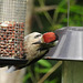 20230716 2247CP~V [D~LIP] Buntspecht, Bad Salzuflen