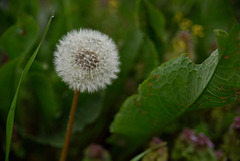 Dandelion fluff