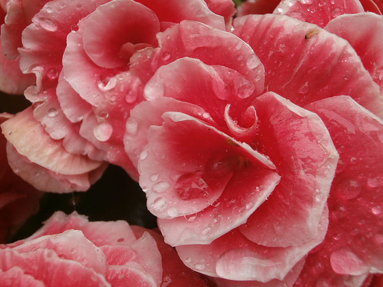 My new begonia showing it's beauty in the rain