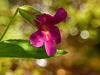 Pink Monkeyflower / Mimulus lewisii