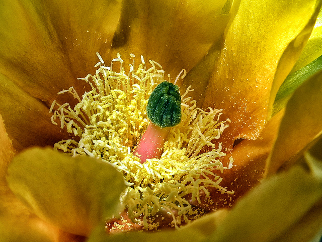 Prickly Pear Cactus Stamens and Pistil