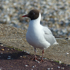 Black-headed Gull (1) - 26 May 2016