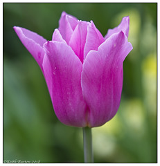 Tulip