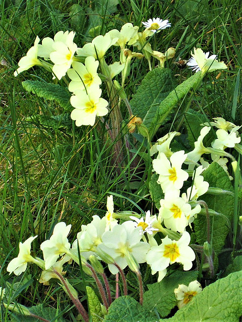 Primroses in the grass