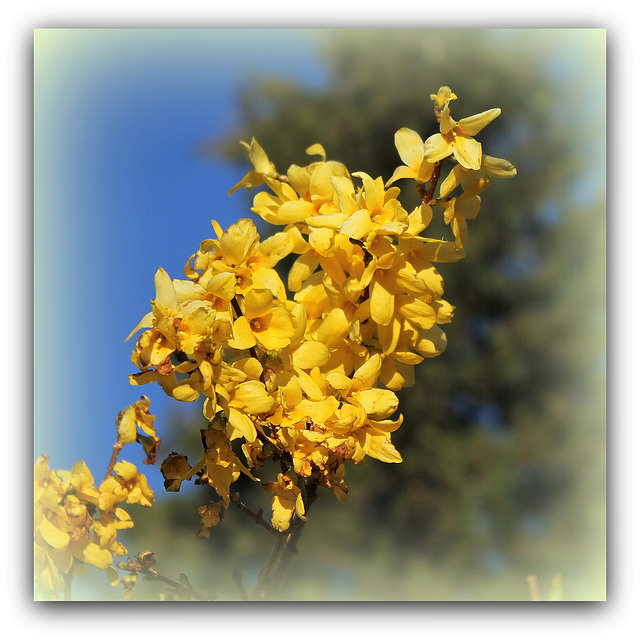 Forsythia  (2)