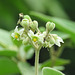 Day 6, Solanum erianthum?, National Butterfly Centre, Mission, South Texas