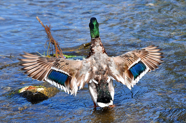 Mallard   /   July 2015