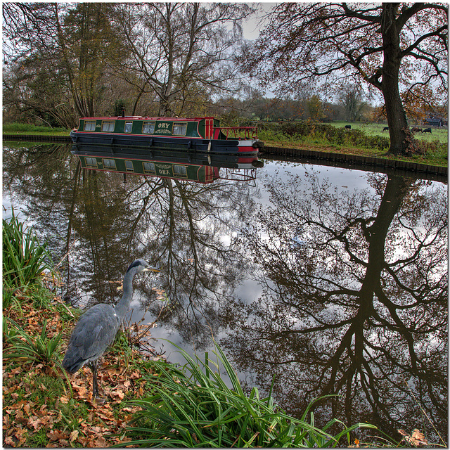 Heron on River Wey Navigation