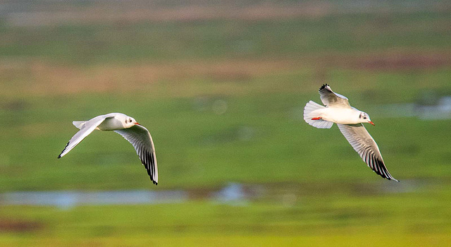 Gulls in flight