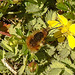 20210427 0103CPw [D~LIP] Wollschweber ( Bombylius major), Sand-Fingerkraut (Potentilla incana), Bad Salzuflen