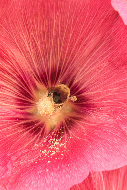 a busy pollinator