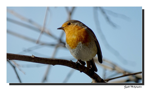 Robin perché ...