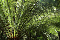 Tree Ferns near Montezuma Falls