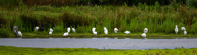 Heron and little egrets