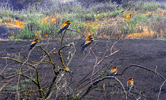 How many  Bee Eaters (Merops apiaster ) can you see?