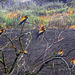 How many  Bee Eaters (Merops apiaster ) can you see?