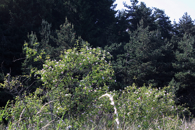 Rosa canina (2)