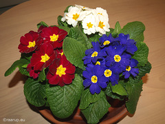 Primula - spring in our living room