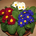 Primula - spring in our living room