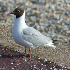 Black-headed Gull (2) - 26 May 2016