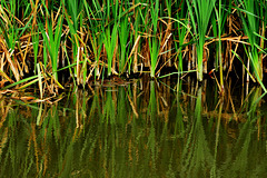 Reeds At The Dipping Pond 5