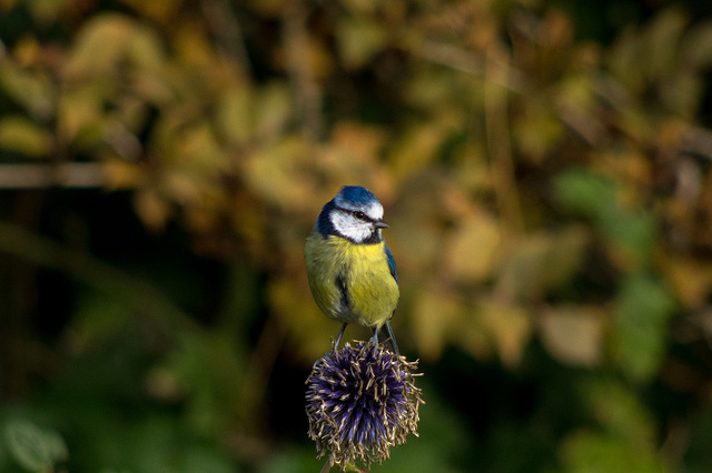 Blue Tit