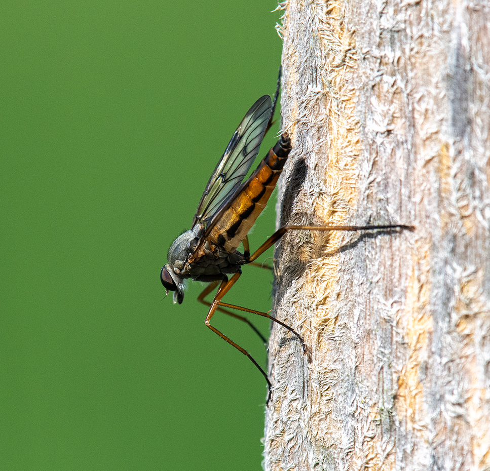 Fly macro