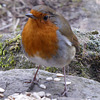 The Gazebo Robin contemplating lunch options...