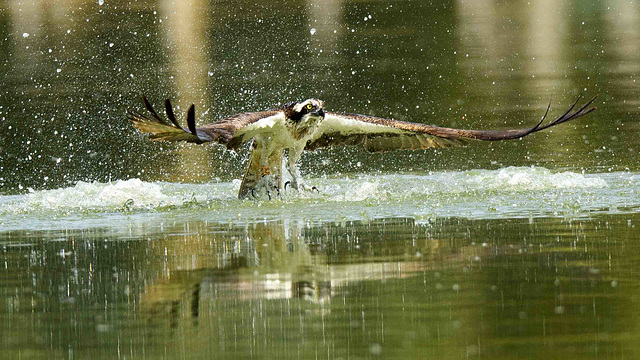 Le balbuzard pêcheur en action pêche