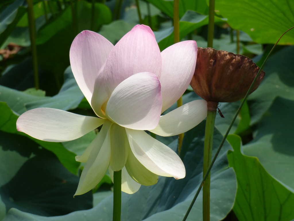 lotus