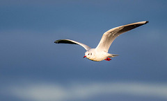 Gull in flight