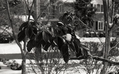 Mountain Laurel