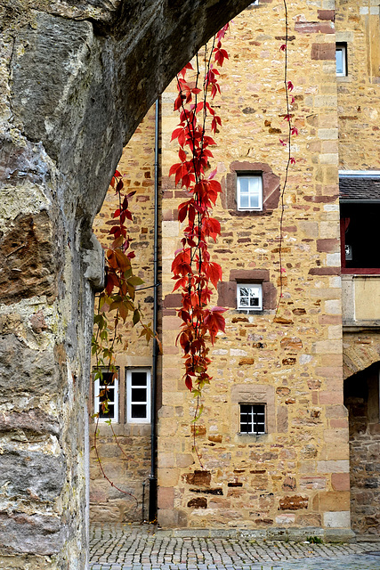 Weinlaub rankend im Torbogen