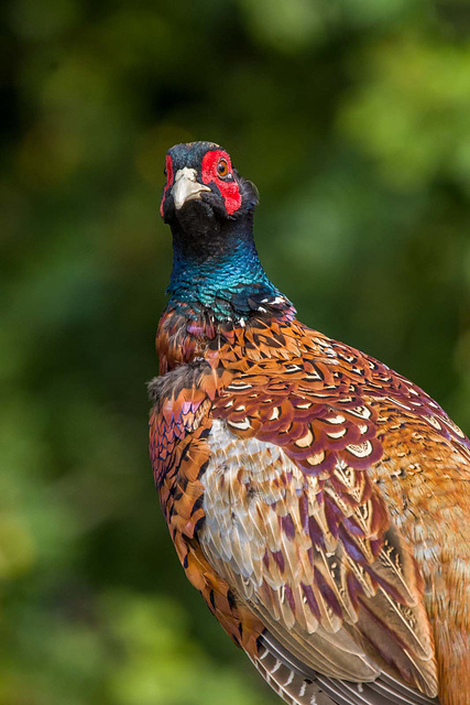 Pheasant