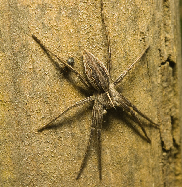 IMG 9248 Nursery Web Spider-1