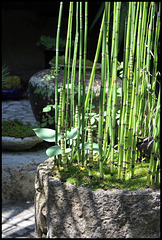Equisetum japonicum (1) Equisetum japonicum (1)