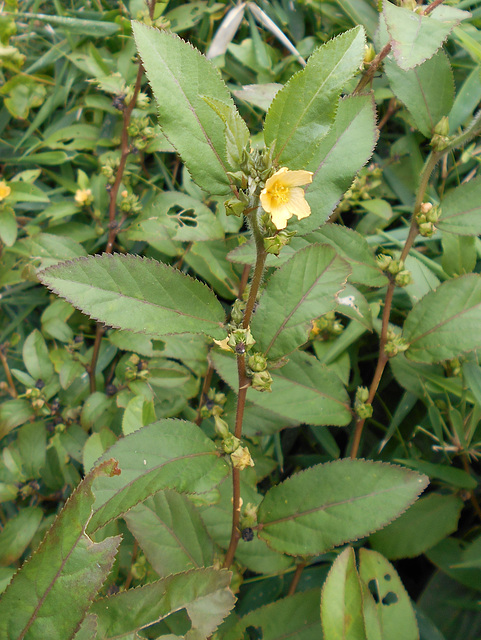 DSCN5994 - guanxuma ou barrela Sida planicaulis, Malvaceae