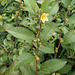 DSCN5994 - guanxuma ou barrela Sida planicaulis, Malvaceae
