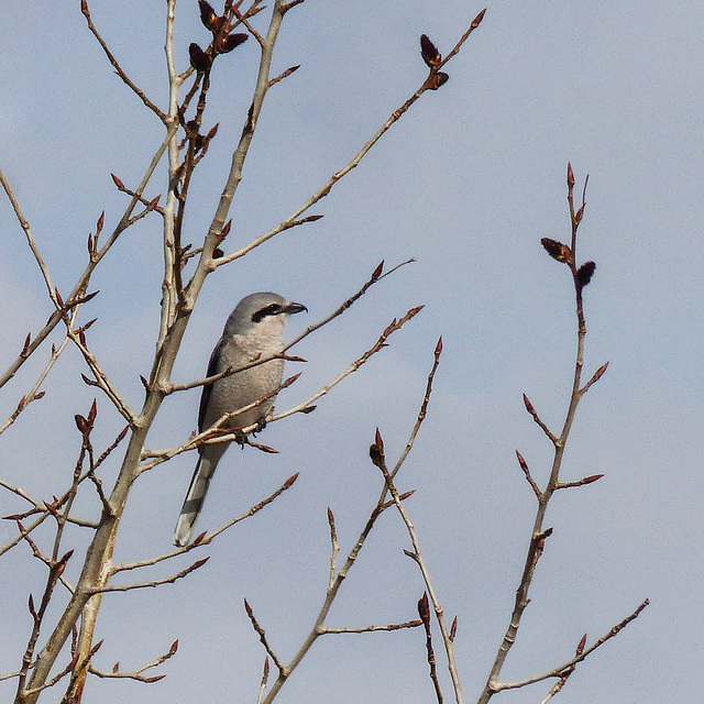 Northern Shrike / Lanius excubitor