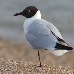 Black-headed Gull (3) - 26 May 2016