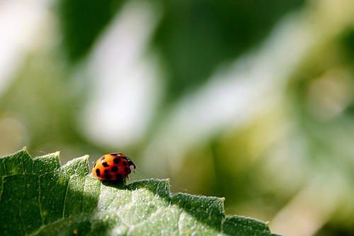 Jolie coccinelle