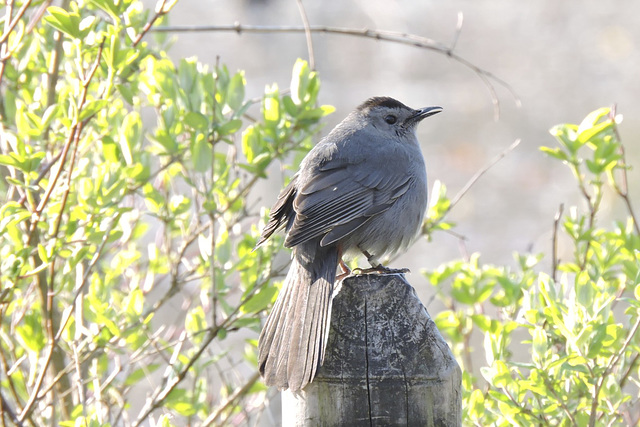 Catbirds