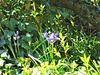 Bluebells in amongst the lilac trees