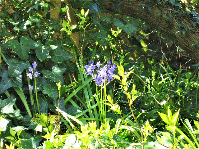 Bluebells in amongst the lilac trees