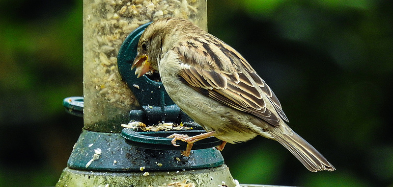 20190510 4826CPw [D~LIP] Haussperling, Bad Salzuflen